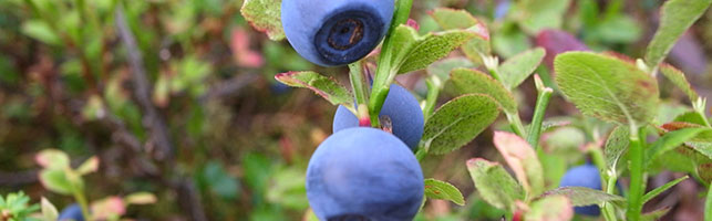 December 22 2019 400 tons of bilberry started to be produced