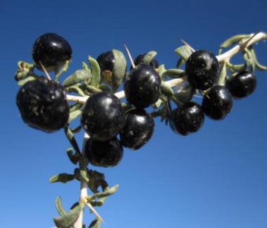 Black Goji berry (Lycium Ruthenicum) Extract Powder