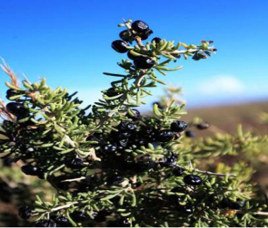 Black Goji berry (Lycium Ruthenicum) Extract Powder Black Goji berry (Lycium Ruthenicum) Extract Powder