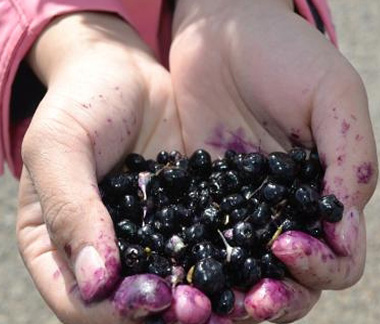 Black Goji berry (Lycium Ruthenicum) Extract Powder Black Goji berry (Lycium Ruthenicum) Extract Powder