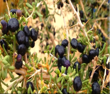Black Goji berry (Lycium Ruthenicum) Extract Powder Black Goji berry (Lycium Ruthenicum) Extract Powder