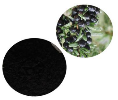 Black Goji berry (Lycium Ruthenicum) Extract Powder Black Goji berry (Lycium Ruthenicum) Extract Powder