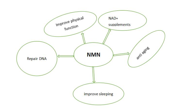 function of NMN