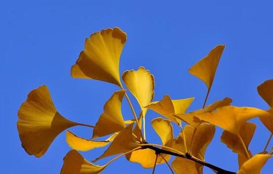 Ginkgo Biloba