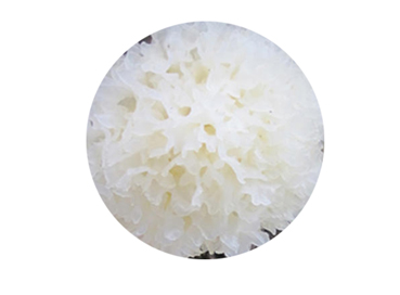 Tremella Mushrooms