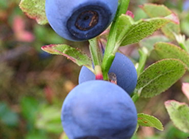 400 tons of bilberry started to be produced