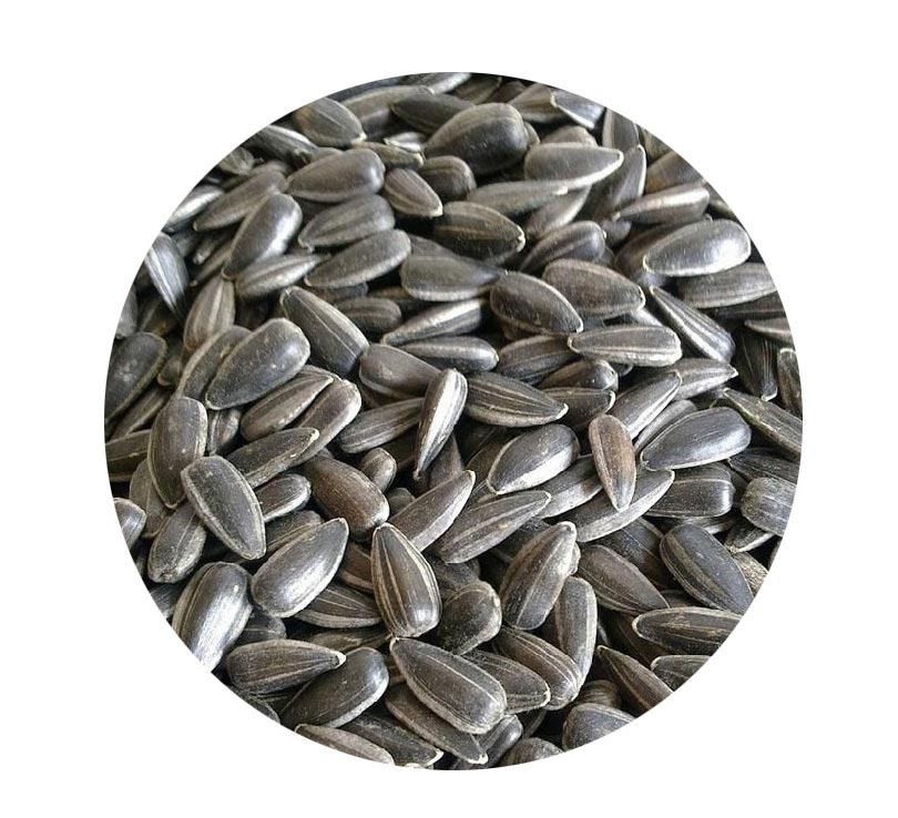 Sunflower Seeds Protein