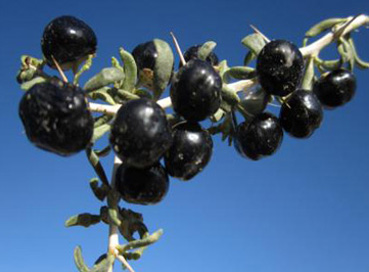 Black Goji berry (Lycium Ruthenicum) Extract Powder