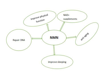 What Is NMN?