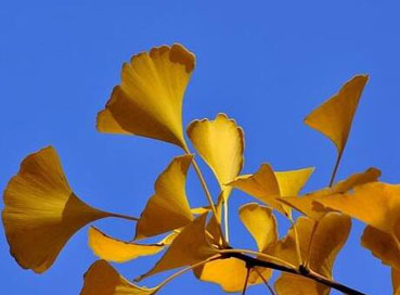 Ginkgo Biloba Extract