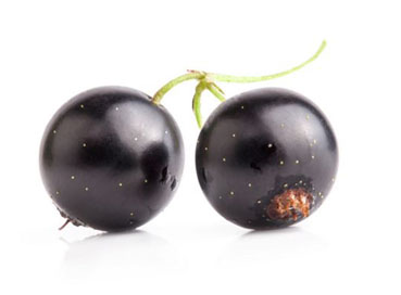 What Is Blackcurrant Extract Good For?