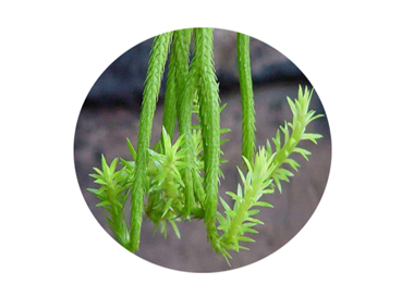 Health Benefits of Huperzine A