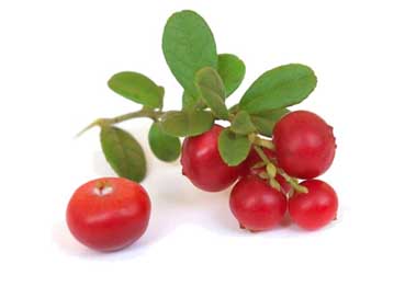 Are Dried Cranberries Good For You?