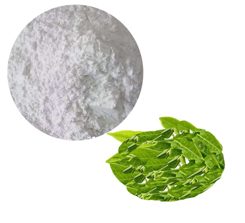 Epigallocatechin Gallate